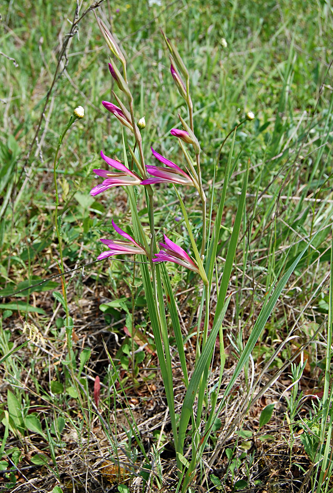 Изображение особи Gladiolus italicus.