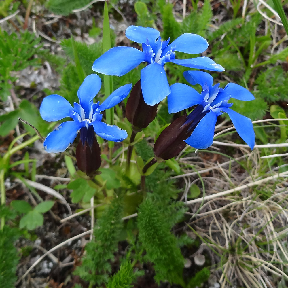 Image of Gentiana uniflora specimen.