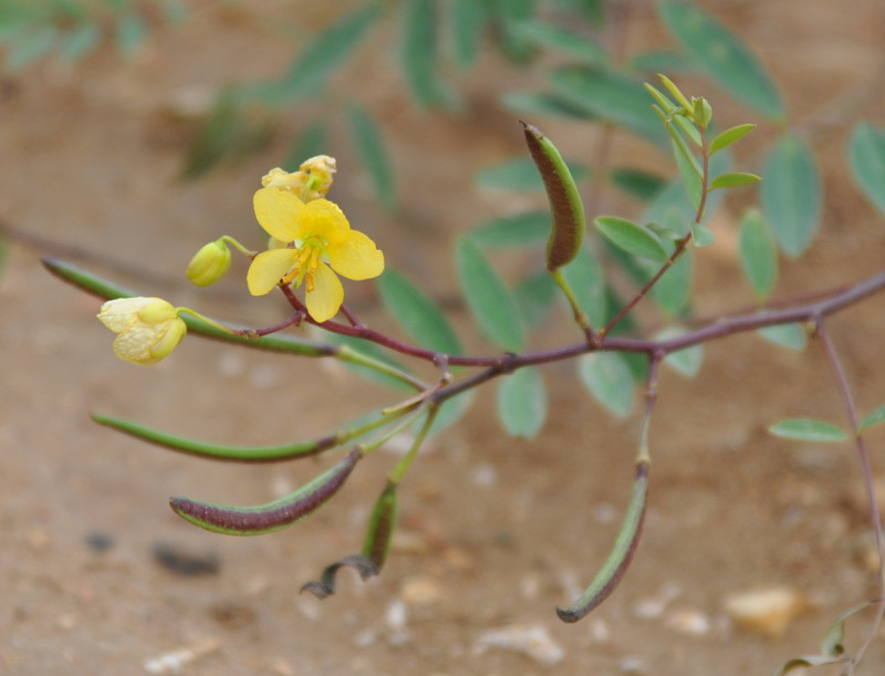 Image of Senna socotrana specimen.