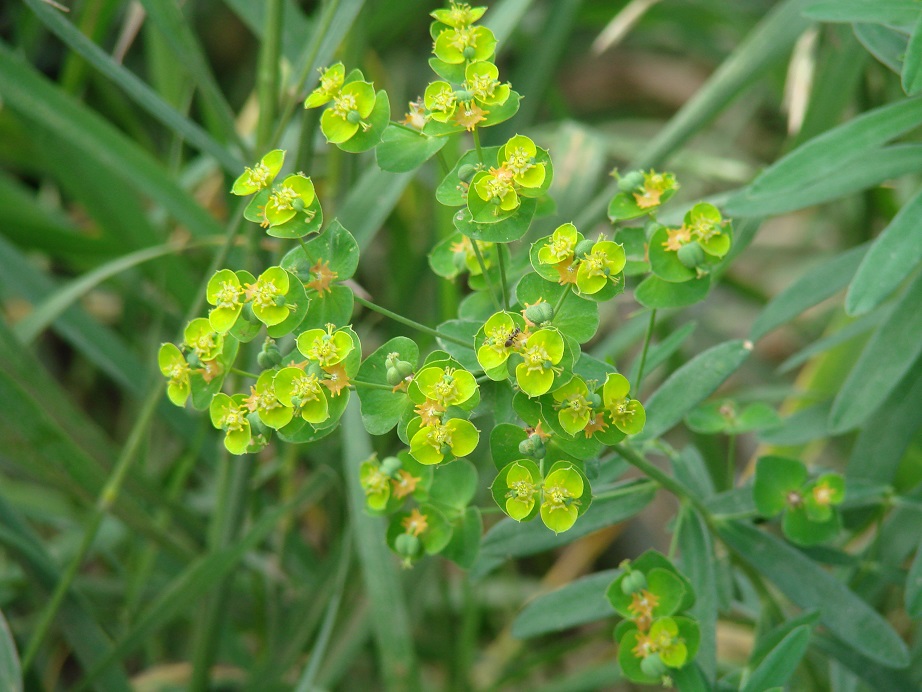 Изображение особи Euphorbia esula.