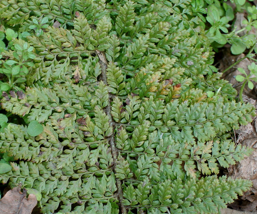 Image of Polystichum proliferum specimen.