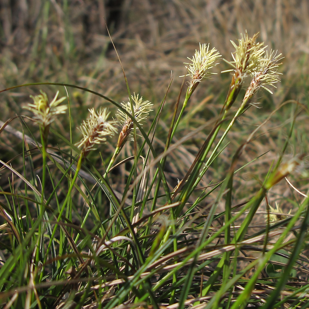 Изображение особи род Carex.