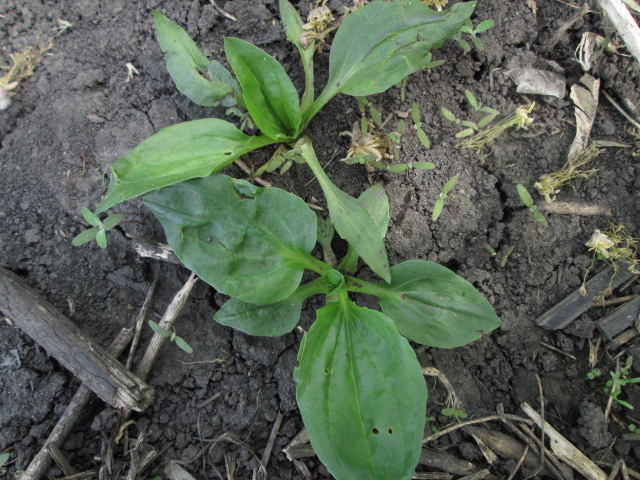 Image of Plantago major specimen.