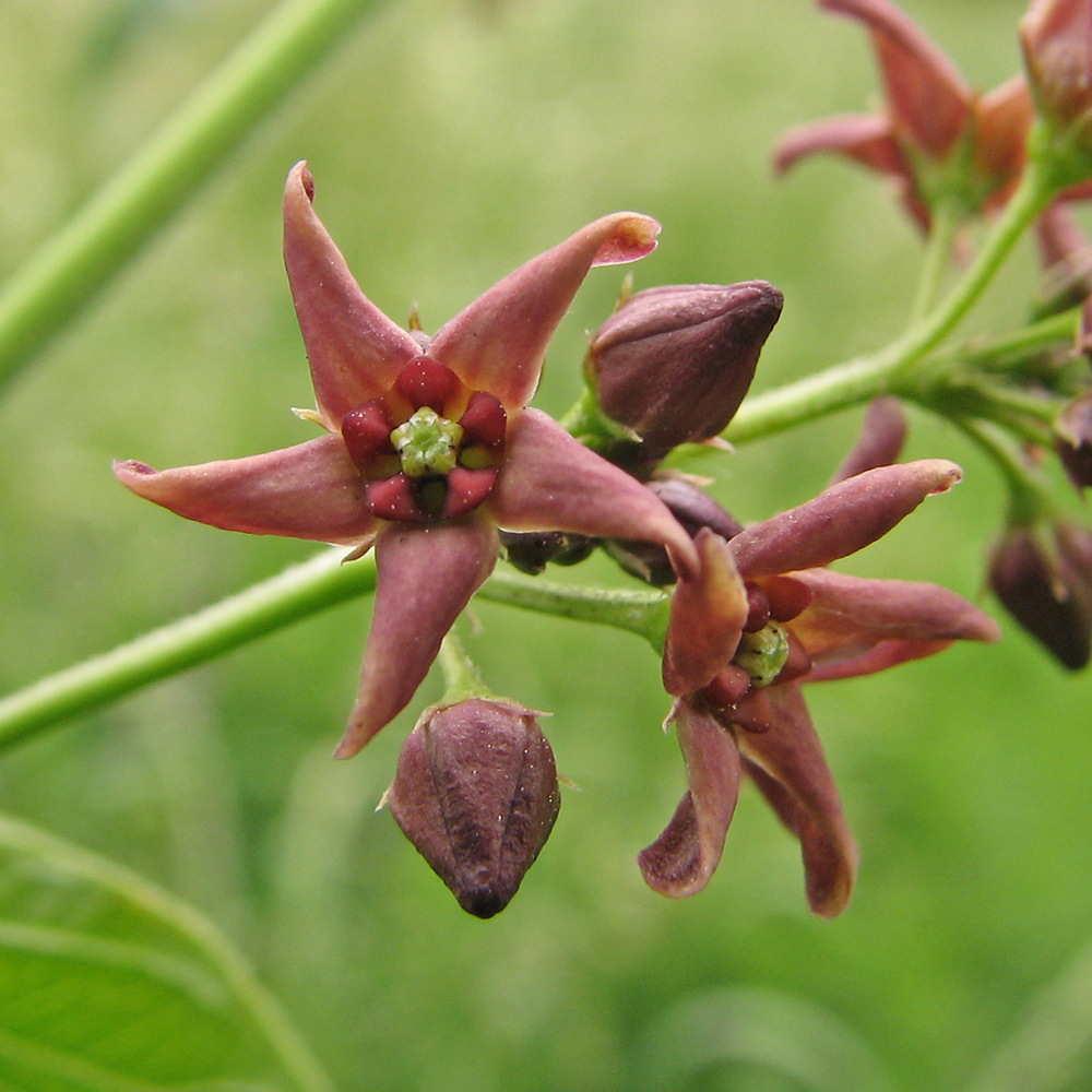 Изображение особи Vincetoxicum rossicum.