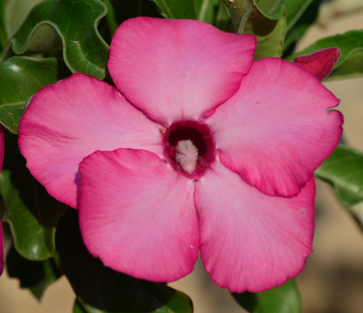 Image of Adenium obesum specimen.