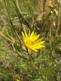 Tragopogon ucrainicus