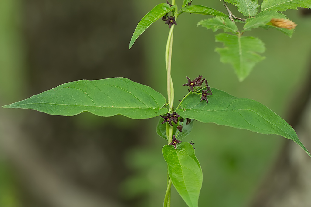 Изображение особи Vincetoxicum scandens.