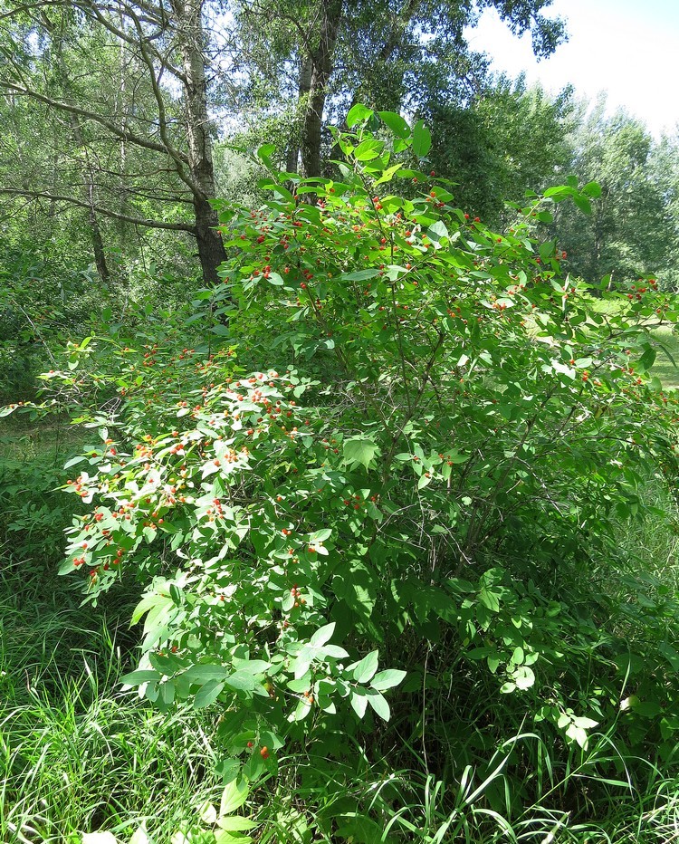 Изображение особи Lonicera tatarica.