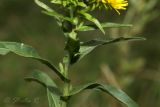 Inula britannica. Верхняя часть стебля. Молдова, Криулянский р-н, окр с. Слободзея-Дужка, пойма р. Днестр. 20.07.2014.