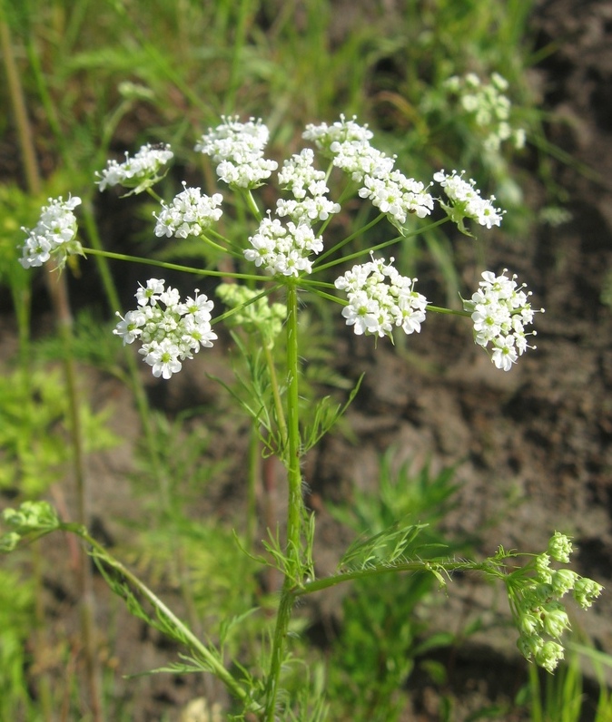 Image of Chaerophyllum prescottii specimen.