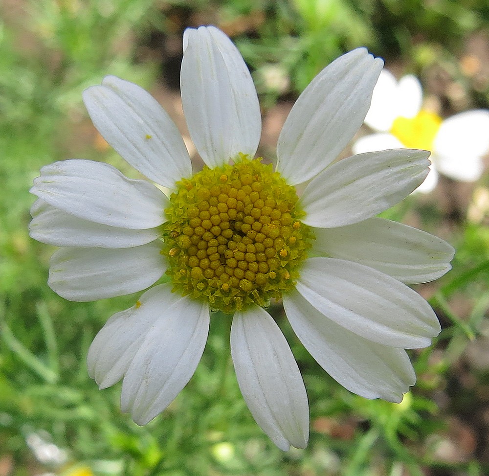 Image of Tripleurospermum inodorum specimen.