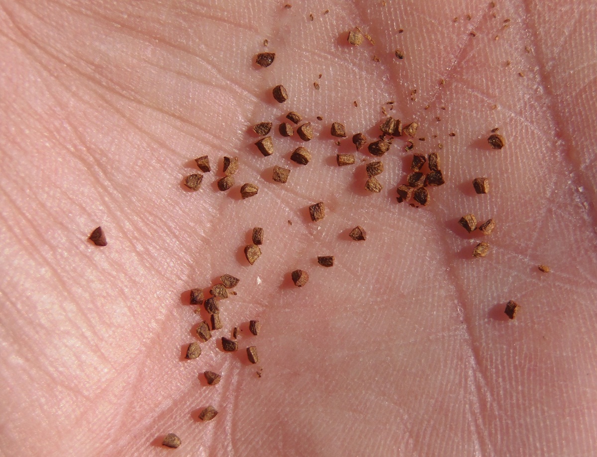 Image of Oenothera depressa specimen.