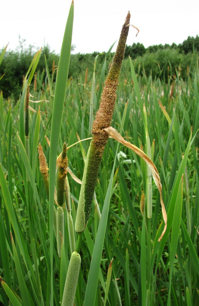 Изображение особи Typha intermedia.