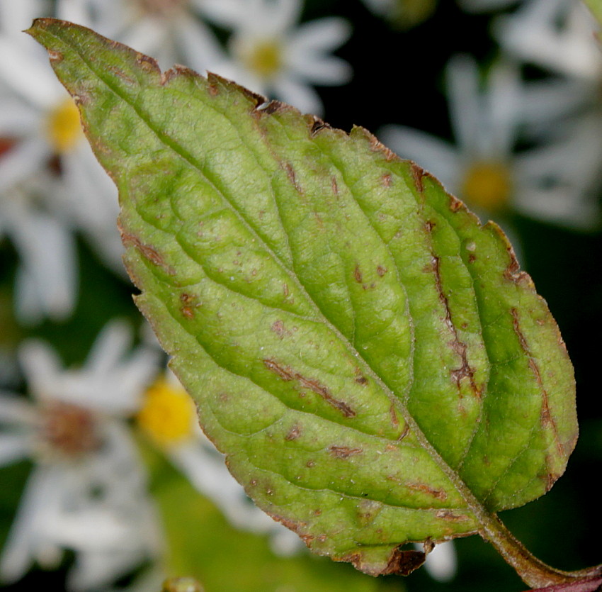 Изображение особи Eurybia divaricata.