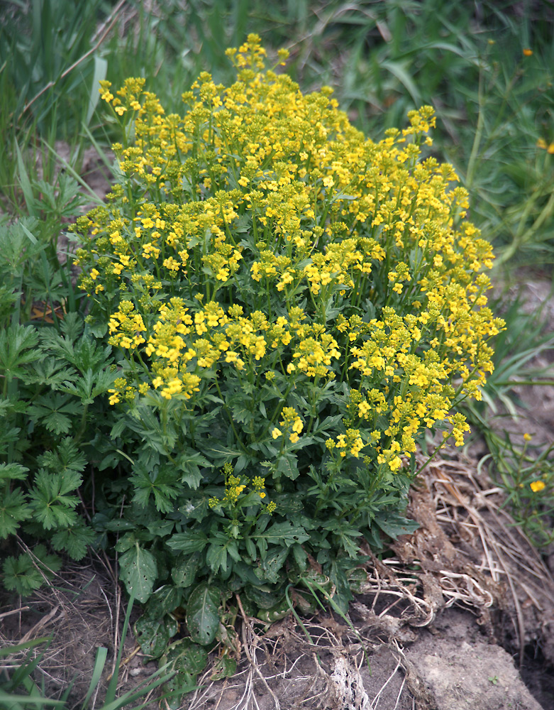 Image of Barbarea vulgaris specimen.