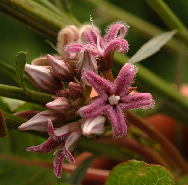 Image of Metaplexis japonica specimen.