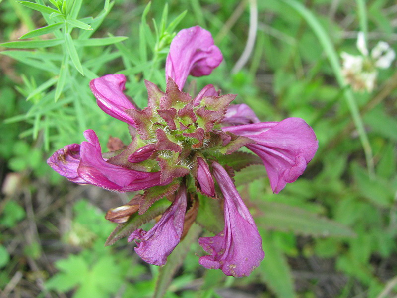 Изображение особи Pedicularis resupinata.