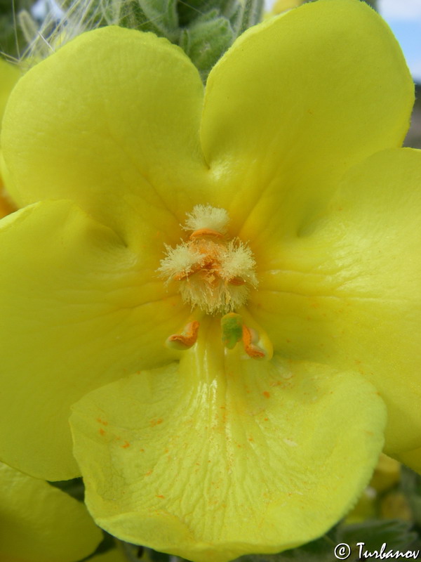 Image of Verbascum phlomoides specimen.