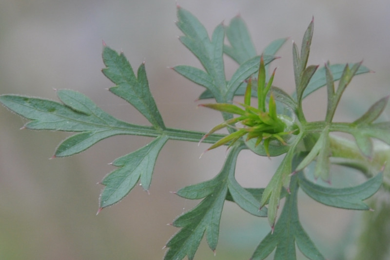 Image of Daucus carota specimen.