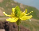 Ranunculus oxyspermus. Цветок. Краснодарский край, Темрюкский р-н, мыс Железный Рог, обрывистый глинистый приморский склон. 01.05.2015.