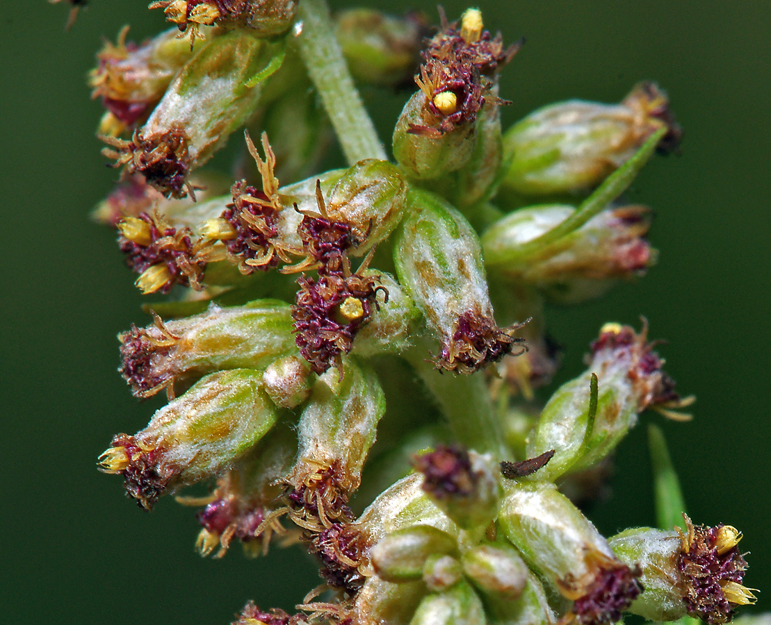 Image of Artemisia vulgaris specimen.