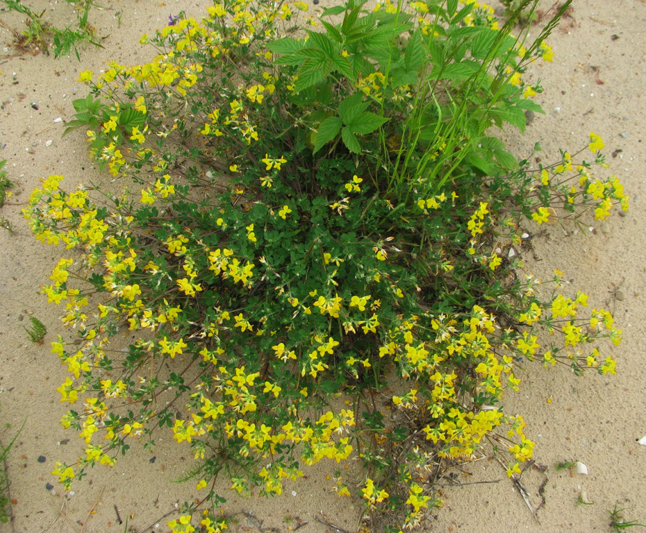 Image of Lotus dvinensis specimen.