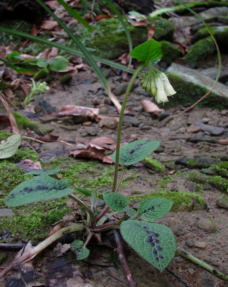 Image of Symphytum grandiflorum specimen.