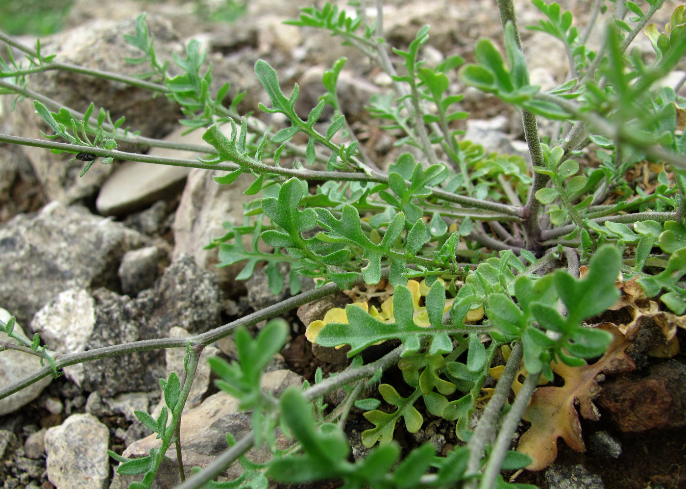 Image of Murbeckiella huetii specimen.