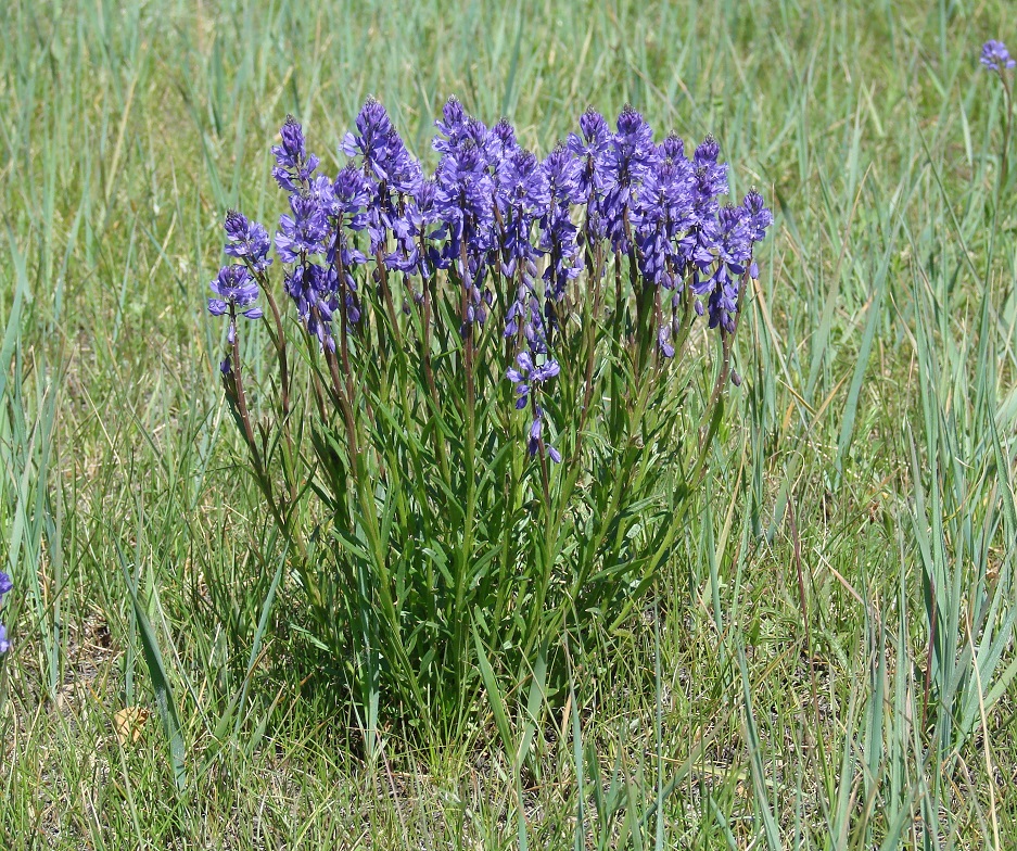 Image of Polygala hybrida specimen.