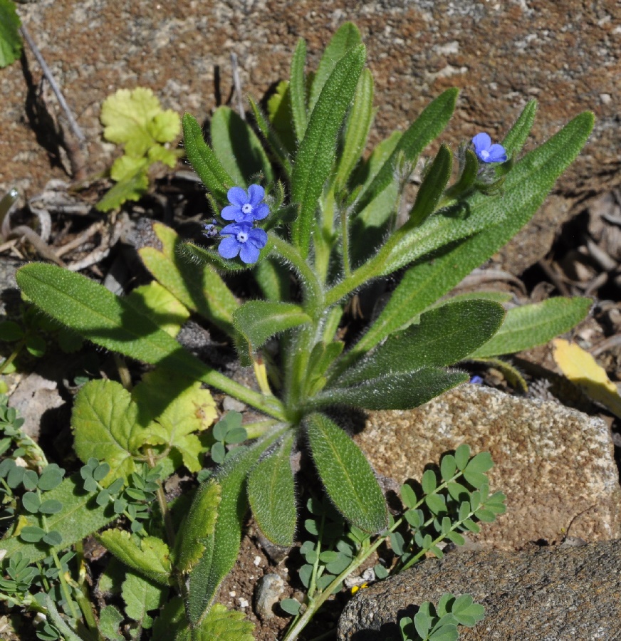 Image of Cynoglottis barrelieri specimen.