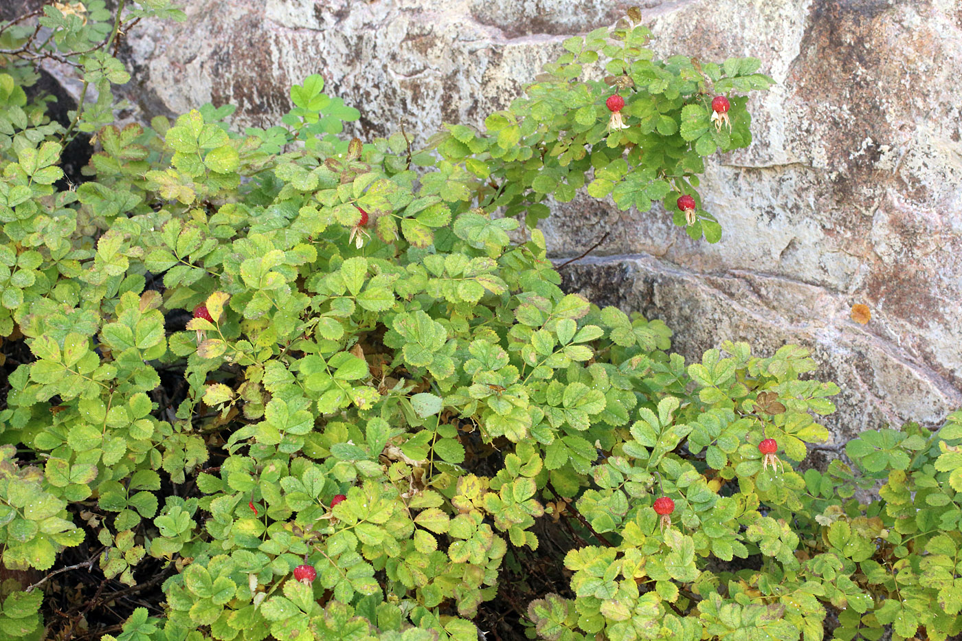 Image of Rosa maracandica specimen.