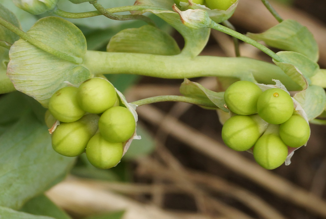 Изображение особи Gymnospermium altaicum.