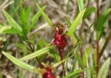 Epilobium palustre. Верхушки растений с галлами. Иркутская обл., Иркутский р-н, окр. с. Смоленщина, заболоченный луг. 10.07.2015.