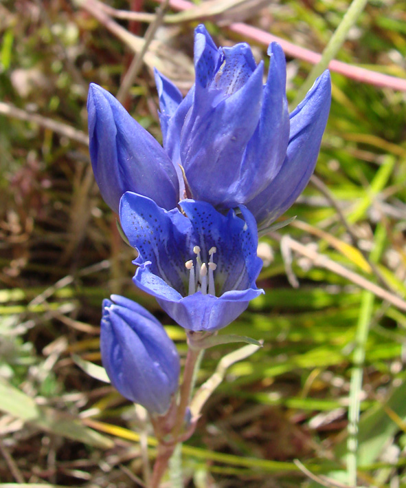 Image of Gentiana decumbens specimen.