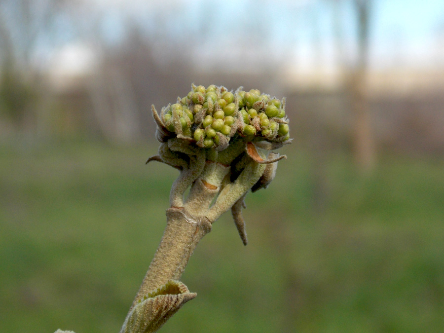 Image of Viburnum lantana specimen.