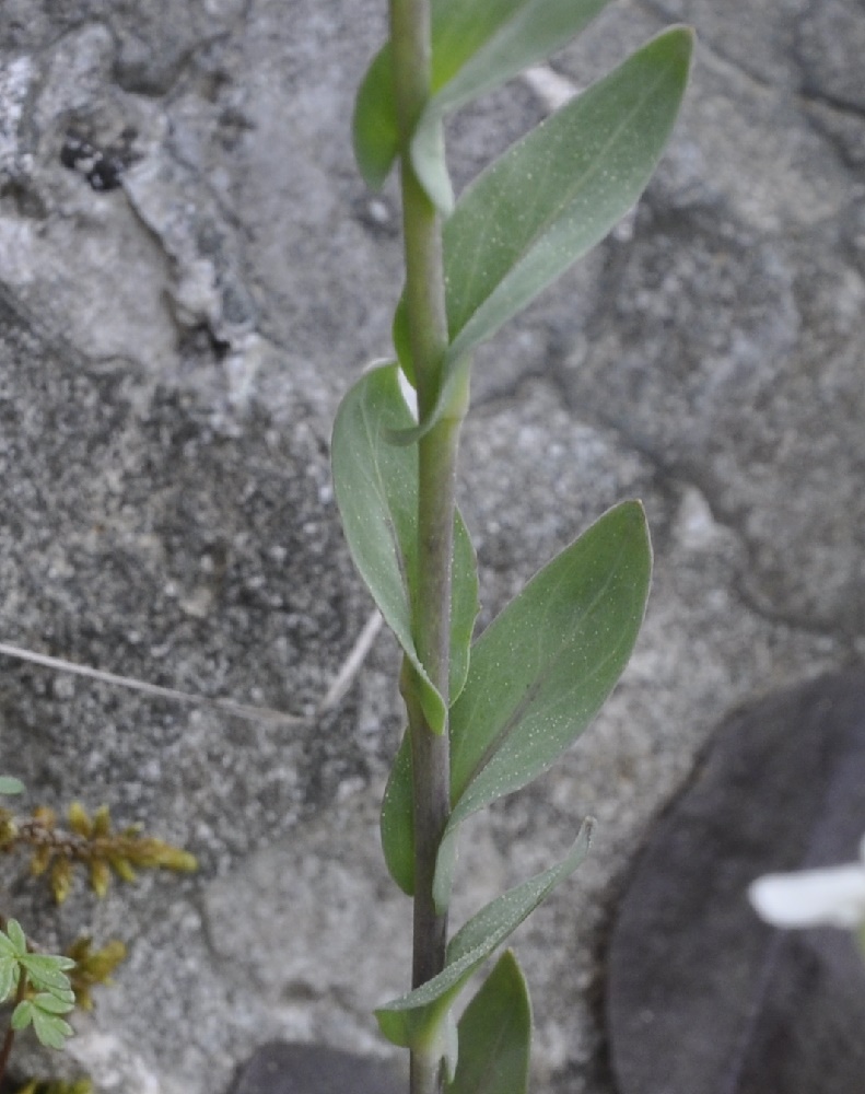 Image of Noccaea lutescens specimen.