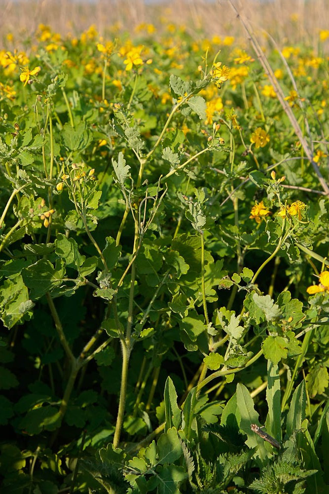 Image of Chelidonium majus specimen.