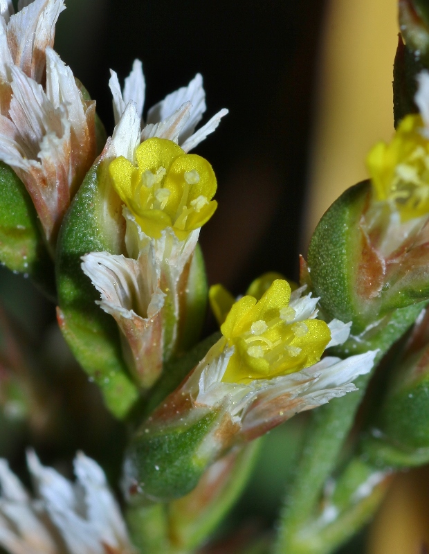 Изображение особи Limonium tetragonum.