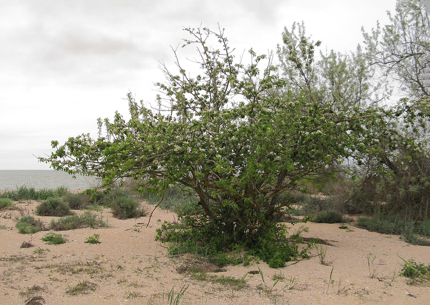 Image of Malus domestica specimen.