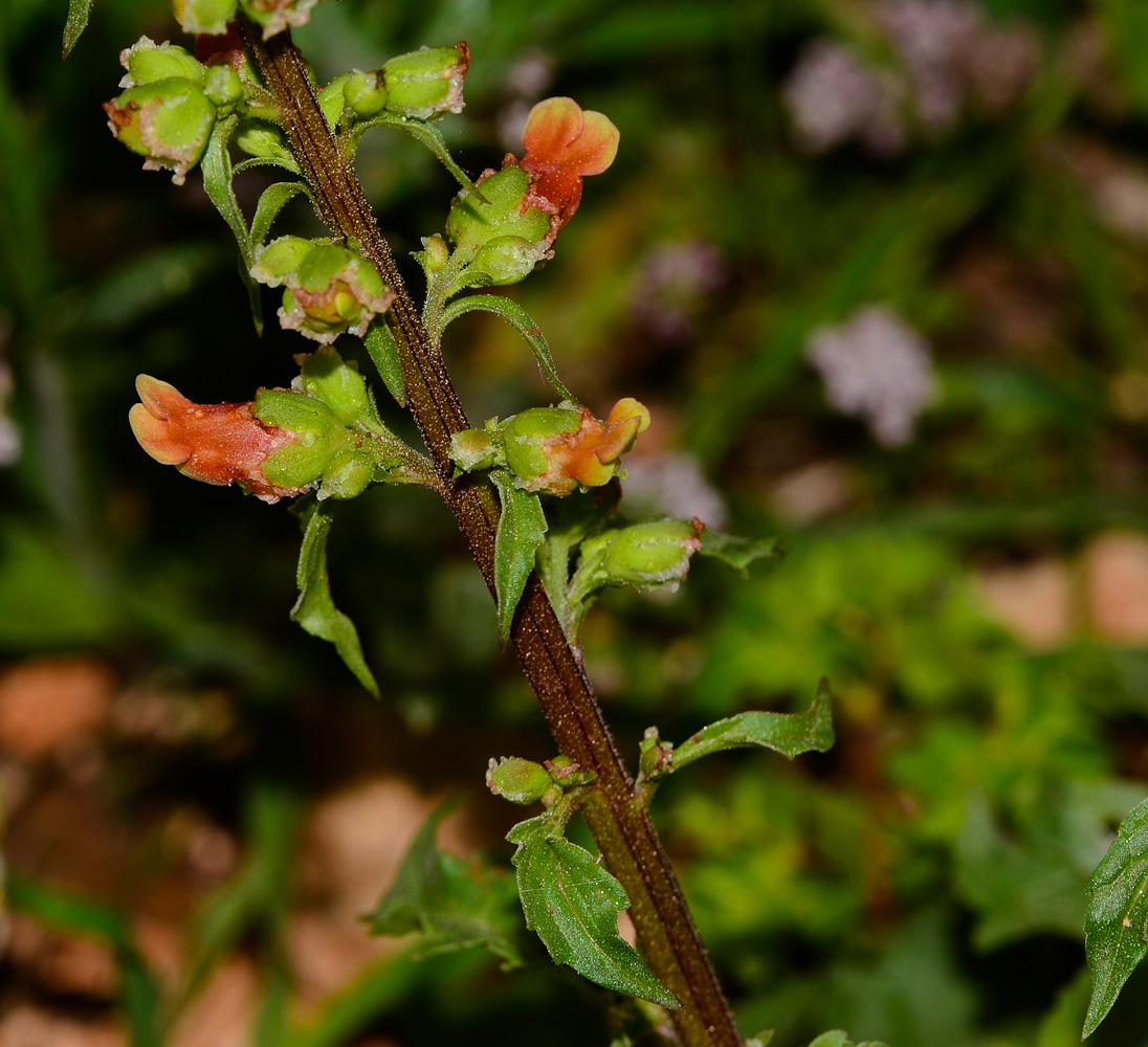 Image of Scrophularia rubricaulis specimen.