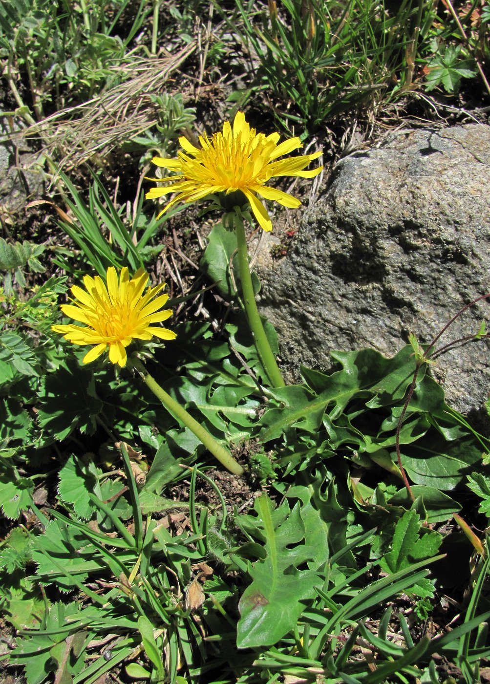 Изображение особи род Taraxacum.