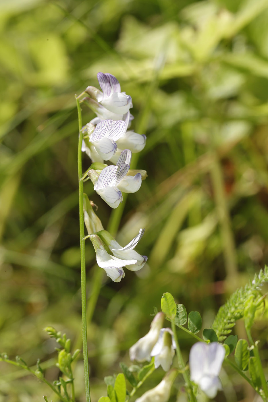 Image of Vicia sylvatica specimen.