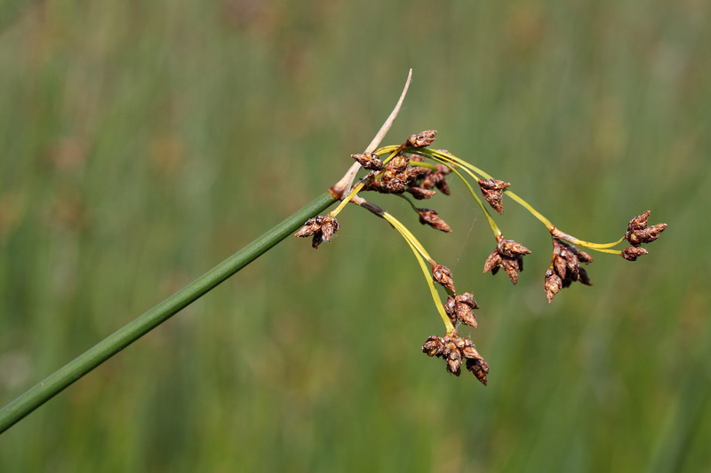 Image of Schoenoplectus lacustris specimen.