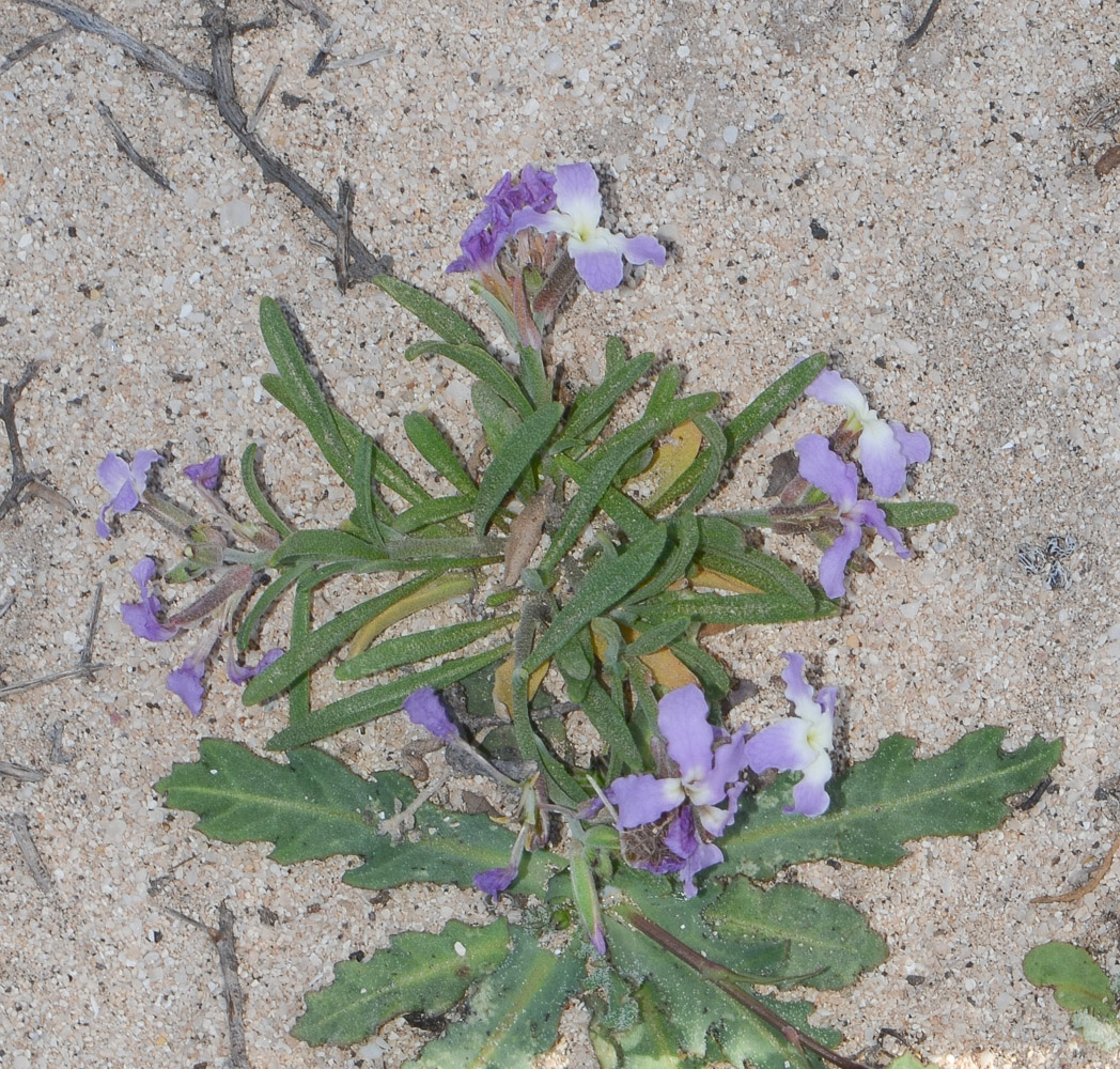 Image of Matthiola fruticulosa var. bolleana specimen.