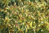 Смотреть изображение Clematis orientalis