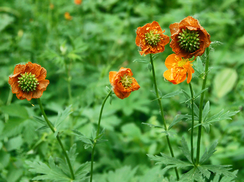 Image of Trollius asiaticus specimen.