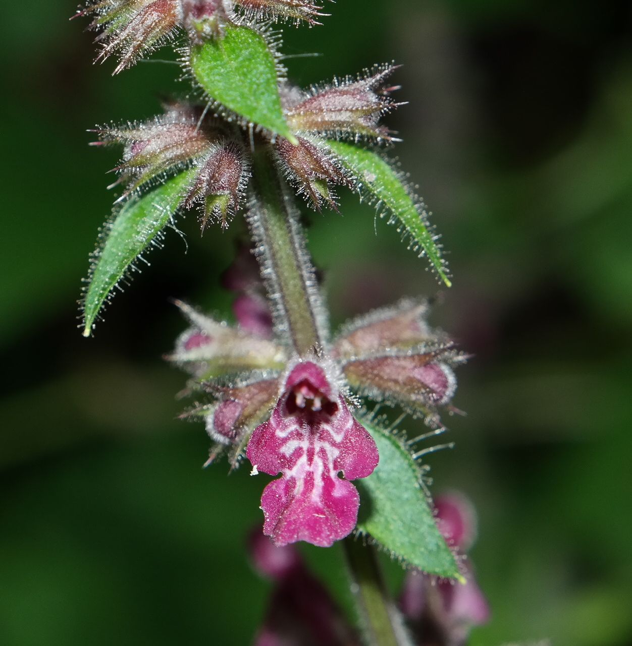 Image of Stachys sylvatica specimen.