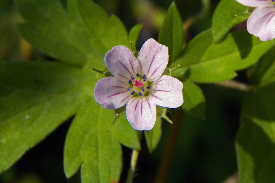 Image of Geranium sibiricum specimen.