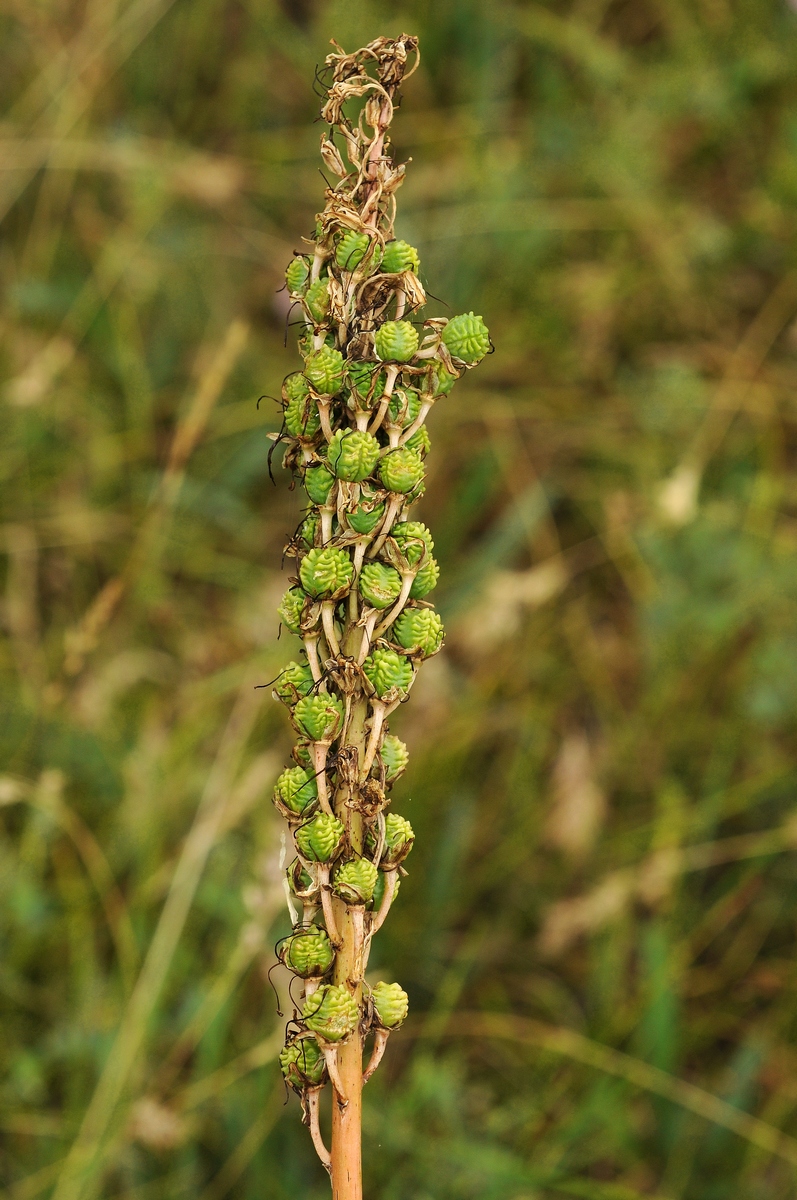 Image of Eremurus regelii specimen.