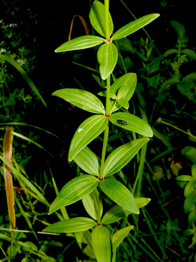 Image of Galium rubioides specimen.